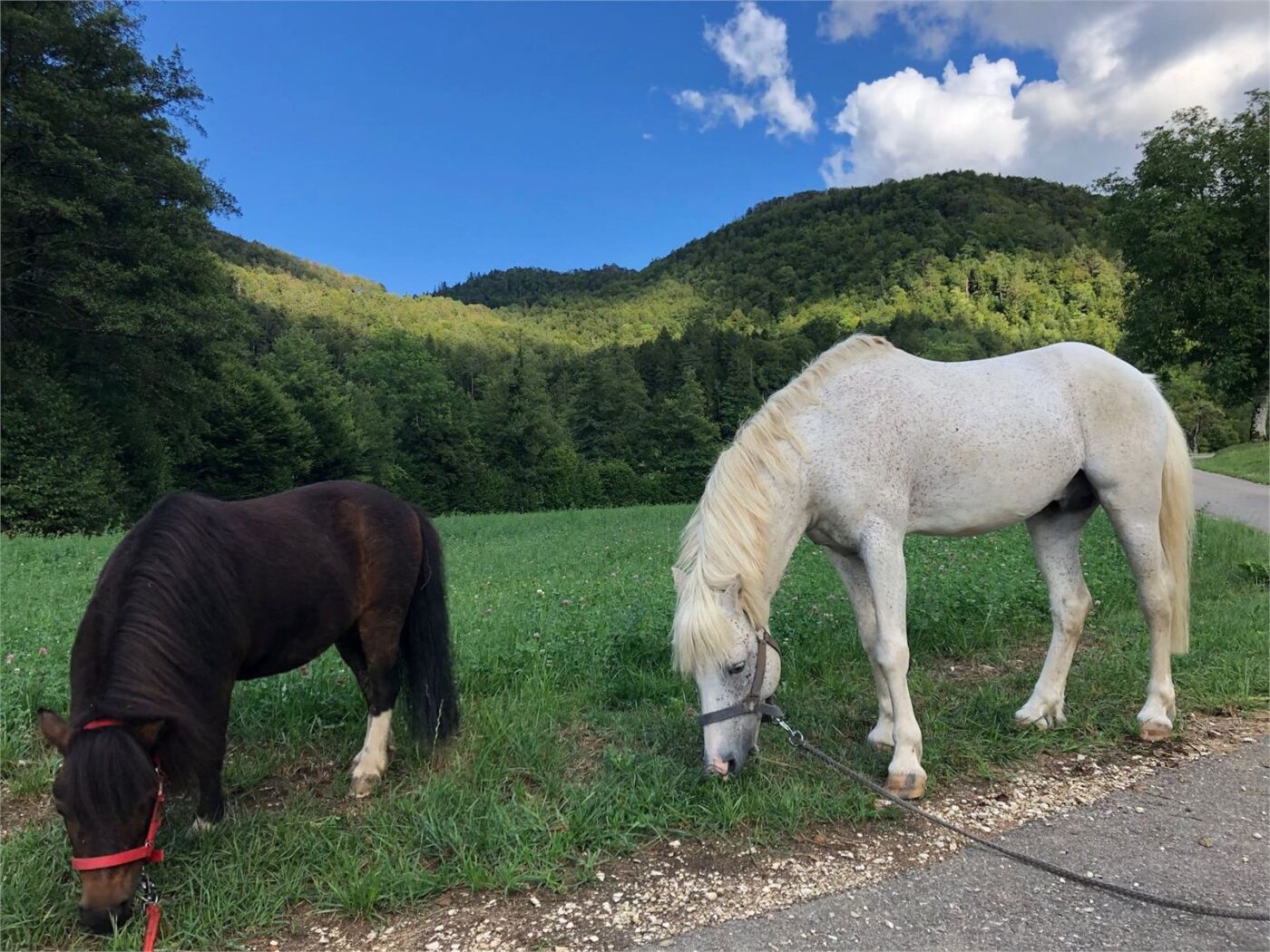Promenades à poney